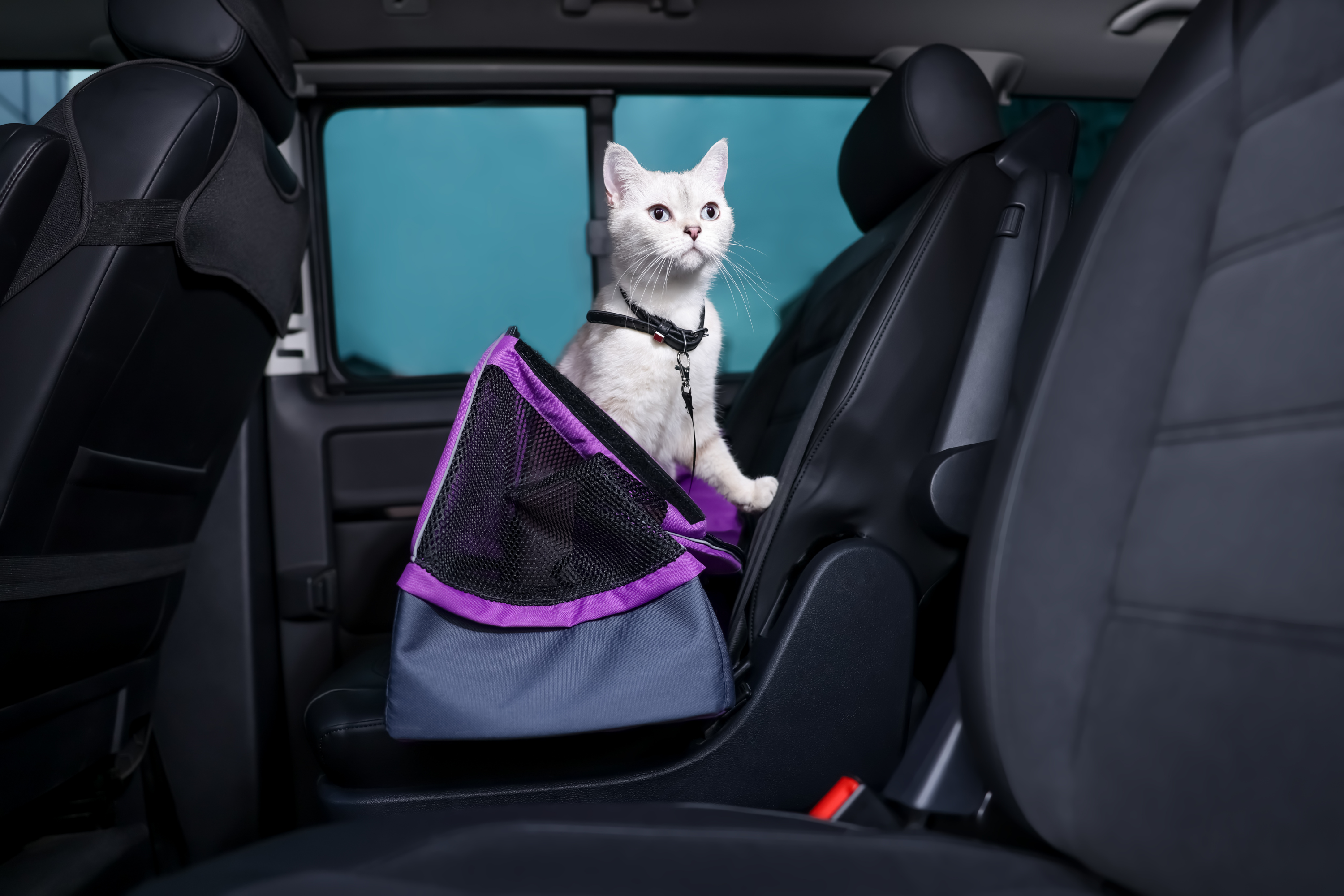 Si può portare il gatto in vacanza?
