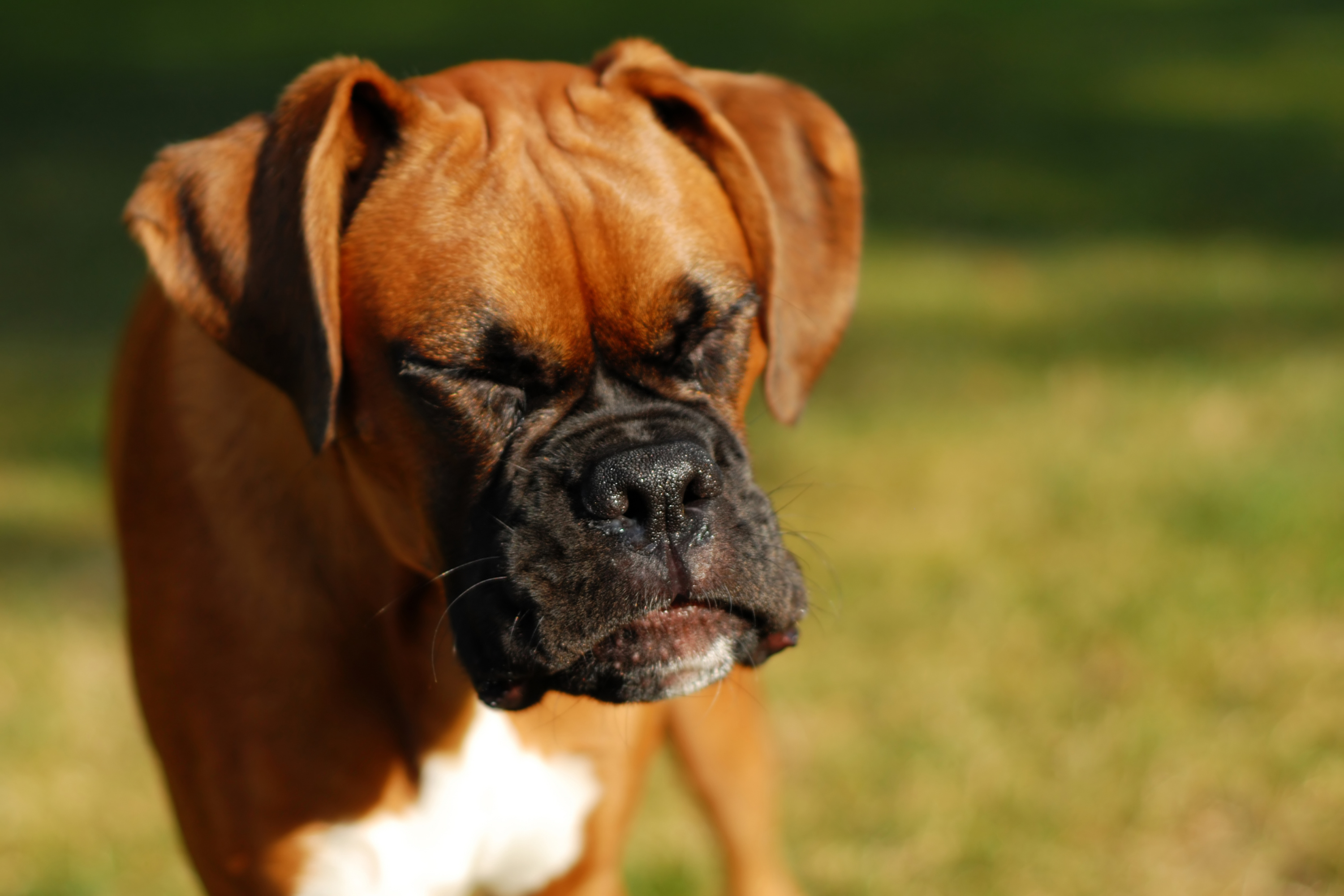 Starnuto Inverso nel Cane: Cause, Rimedi Naturali e Quando Preoccuparsi