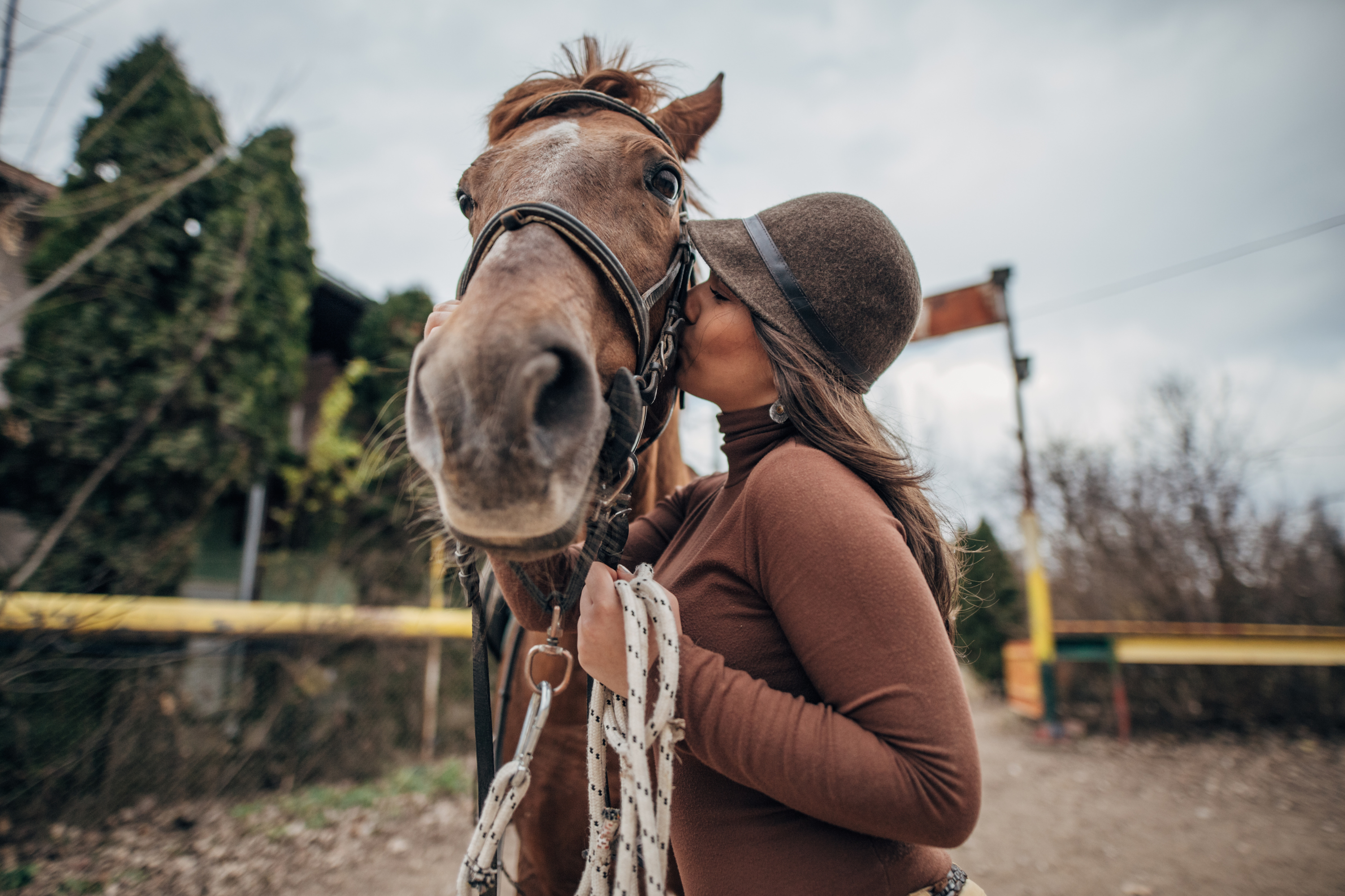 Toelettatura del Cavallo: guida completa per la cura e il benessere del tuo equino