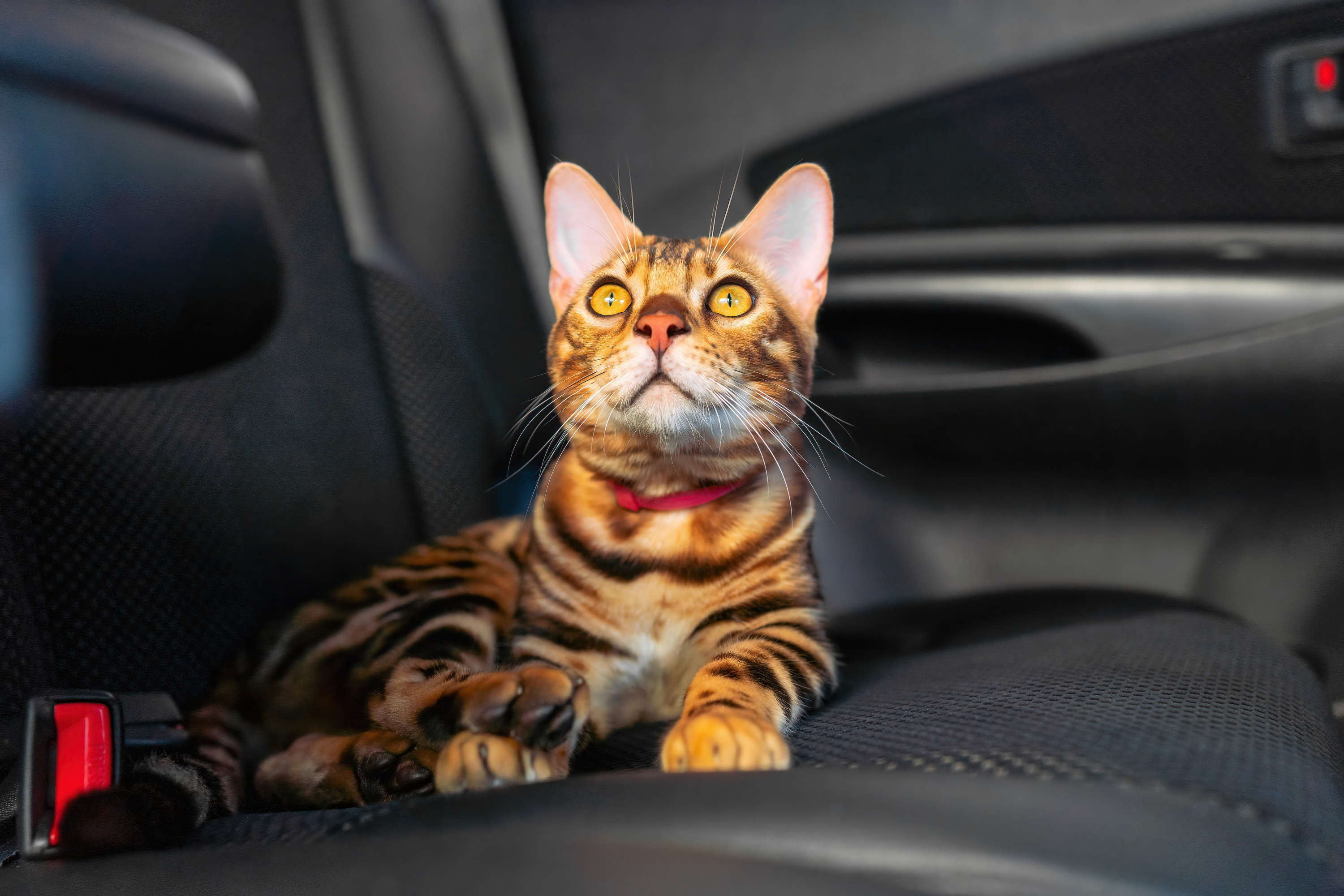 Viaggio in auto con il gatto: guida completa per un trasporto sicuro e sereno