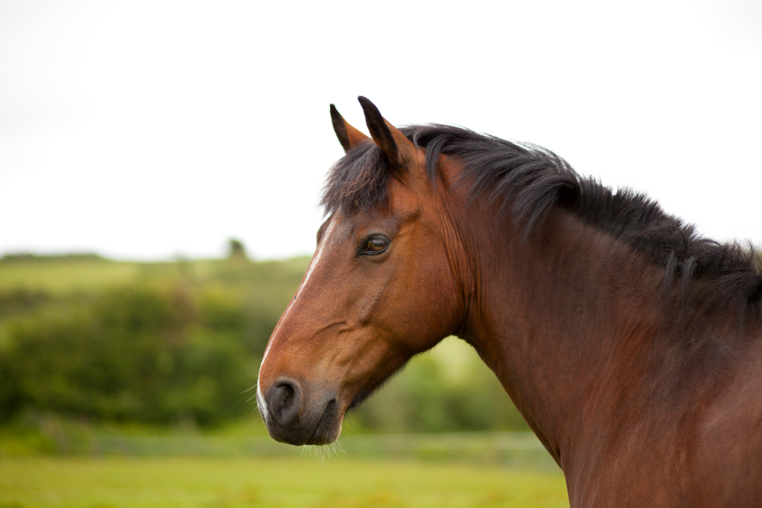Vitamina E nei Cavalli: Il Segreto per un Mantello Lucido e Muscoli Forti