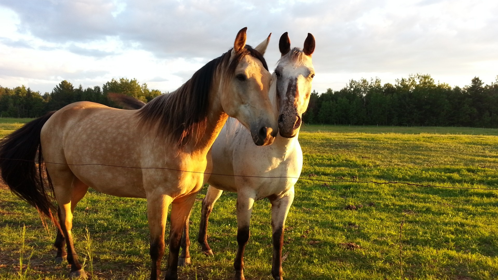 L'Erba Medica nell'Alimentazione dei Cavalli: Una Guida Completa