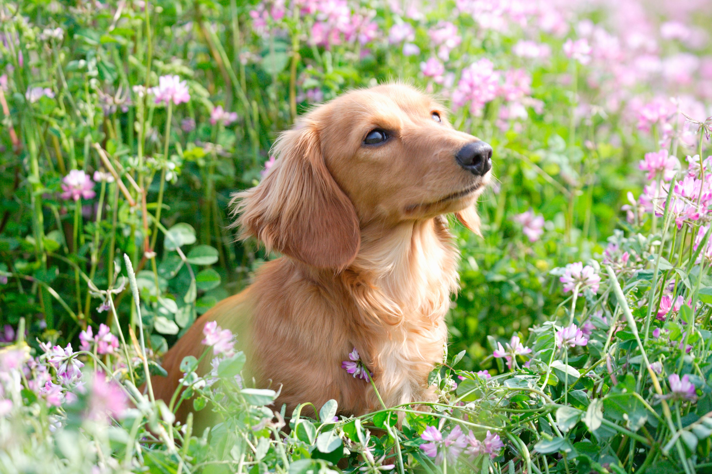 Fiori e Piante Tossiche per Cani: Come Proteggere il Tuo Amico a Quattro Zampe