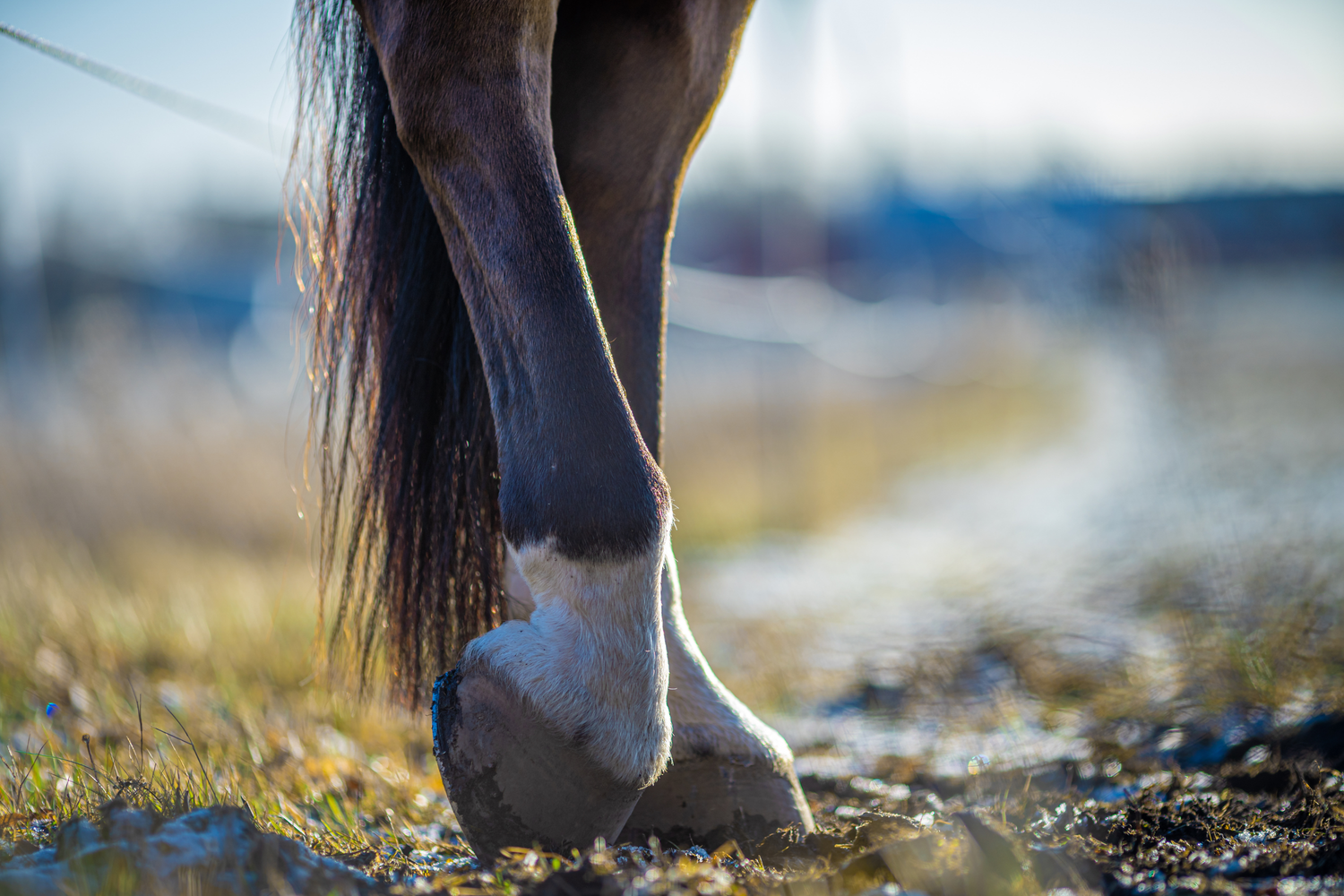 La salute del cavallo parte dallo zoccolo: guida completa alla cura del piede equino